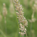 Prairie Junegrass - Photo (c) Tig, all rights reserved, uploaded by Tig