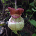 Aristolochia californica - Photo (c) dirque, כל הזכויות שמורות, uploaded by dirque