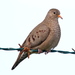 Common Ground Dove - Photo (c) Jay Keller, all rights reserved, uploaded by Jay Keller