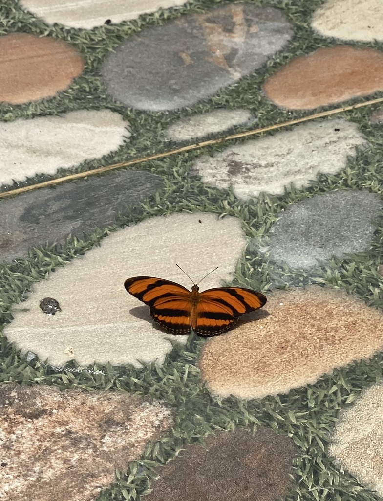 Banded Orange Heliconian From Salitre Negro Villeta Cundinamarca Co