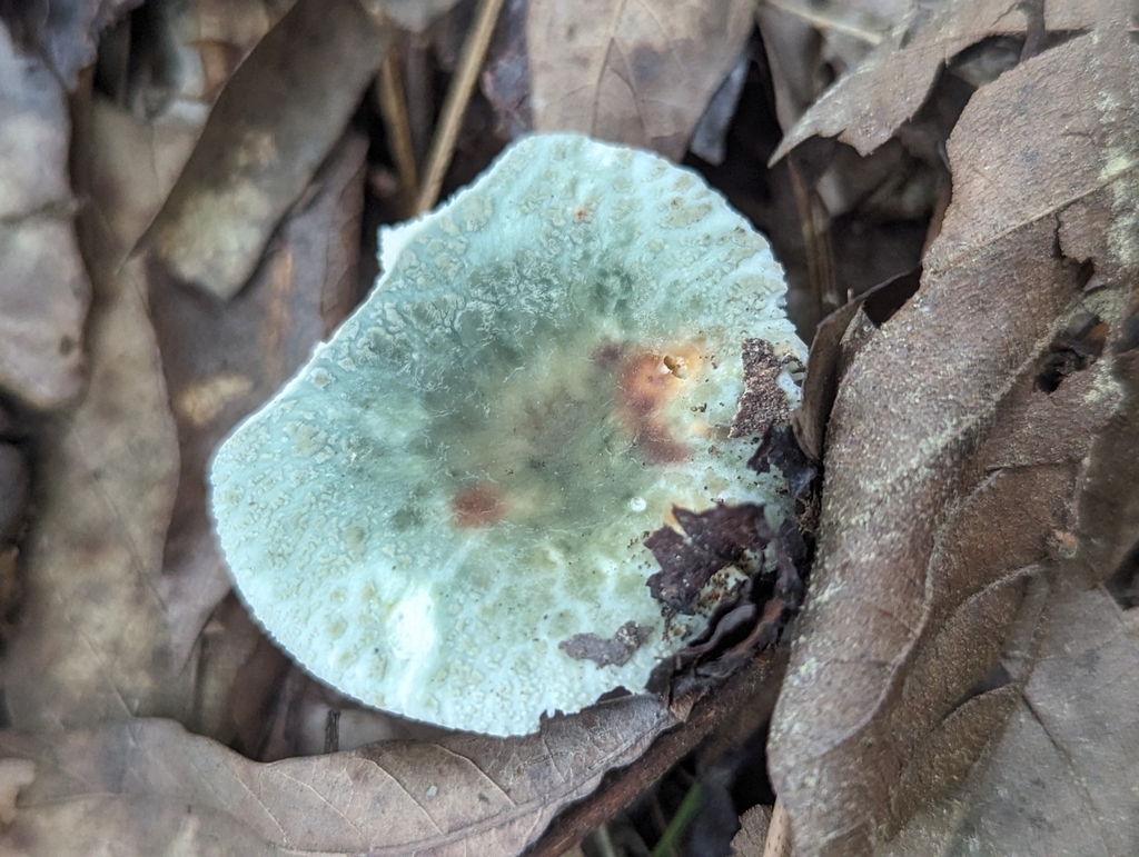 Green Cracking Russulas From Cullman County Al Usa On July