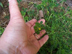Small
