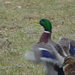 Square
