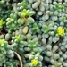 Sedum hernandezii - Photo (c) carlos mancilla, all rights reserved