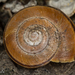 Zaca Shoulderband Snail - Photo (c) Alice Abela, all rights reserved