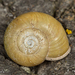 California Lancetooth Snail - Photo (c) Alice Abela, all rights reserved
