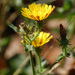 Hawkweed Oxtongue - Photo (c) Tig, all rights reserved, uploaded by Tig