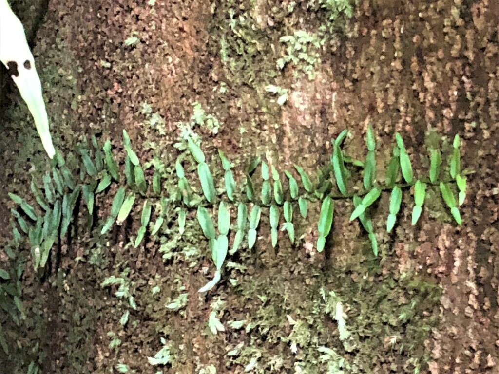 Candle Vine From Never Never NSW 2453 Australia On September 17 2018