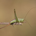 Straight-lanced Meadow Katydid - Photo (c) Eric Isley, all rights reserved