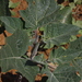 Square