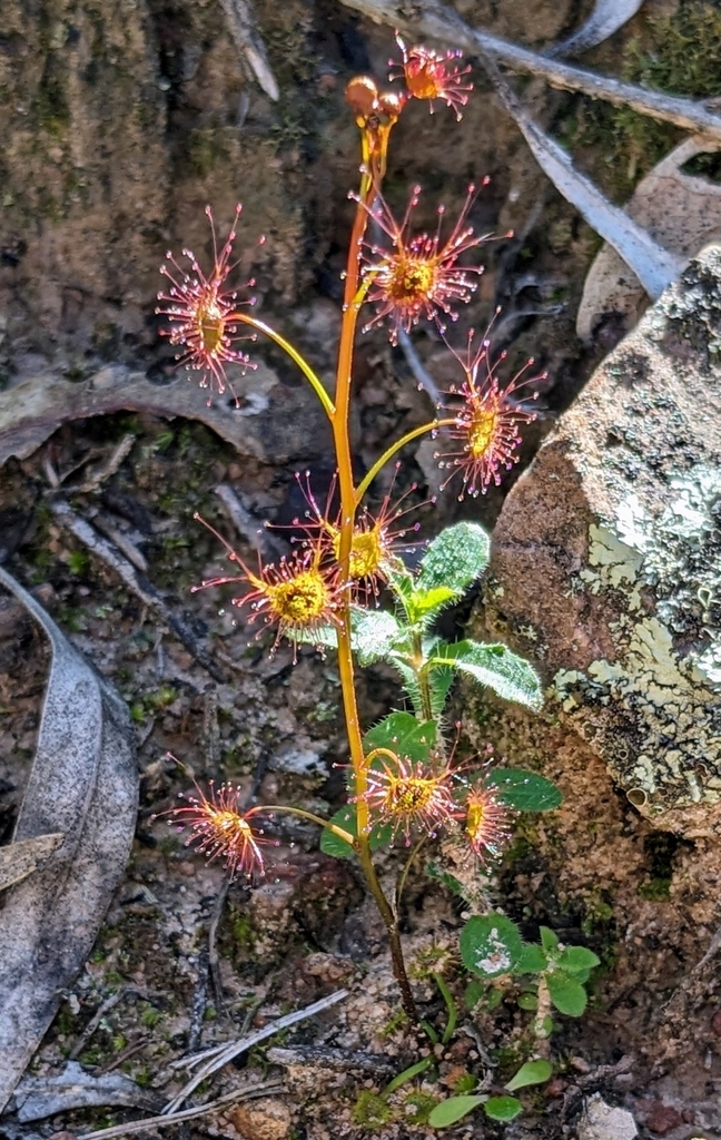 Tall Sundew From Wilmington SA 5485 Australia On July 25 2023 At 01