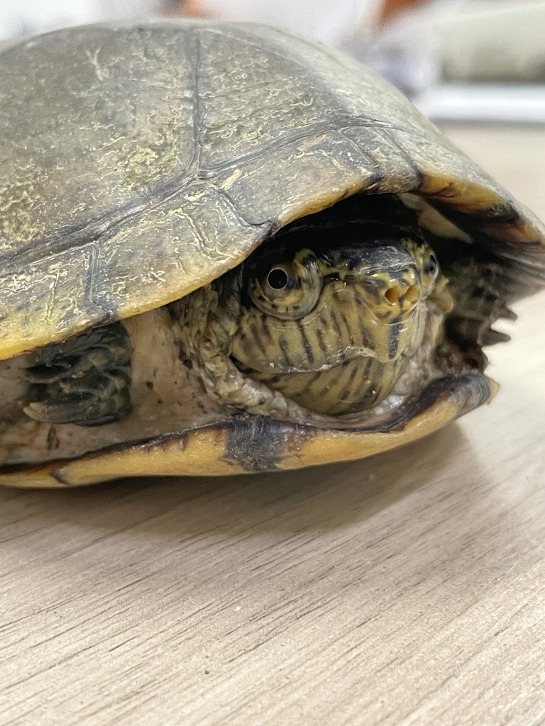 Mexican Mud Turtle From Rosario SIN MX On July 26 2023 At 07 07 AM