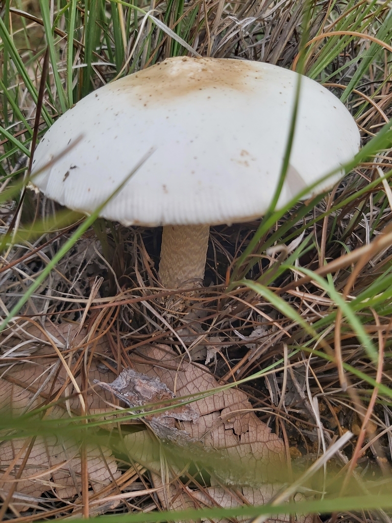 Common Gilled Mushrooms And Allies From State Of Mexico Mexico