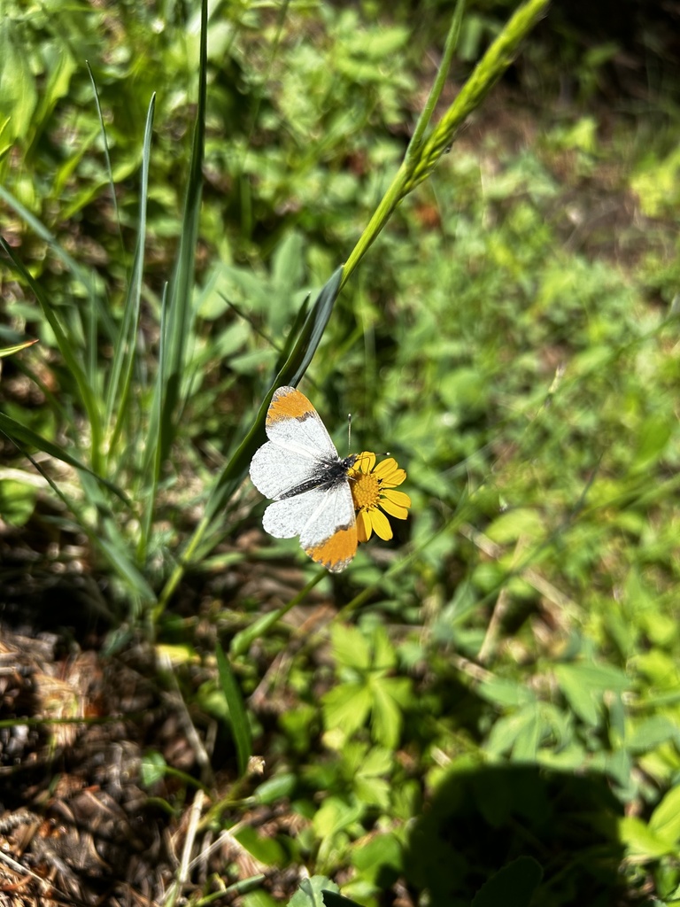 Julia Orangetip From White River National Forest Dillon Co Us On