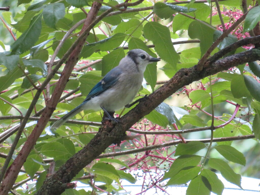 Blue Jay From Morrow County Oh Usa On July At Pm By