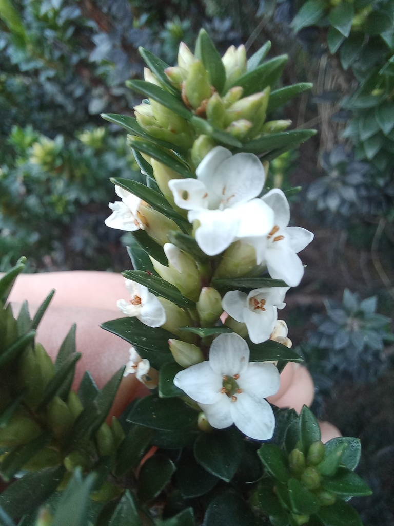 Epacris In July 2023 By Kjell Knable INaturalist