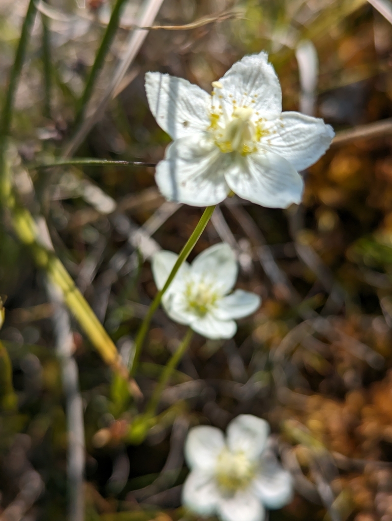 Marsh Grass Of Parnassus From Atlin Bc V W A Canada On July