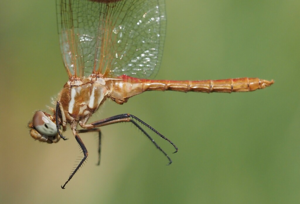 Red Veined Meadowhawk From Bone Creek No Sk S N Canada On July