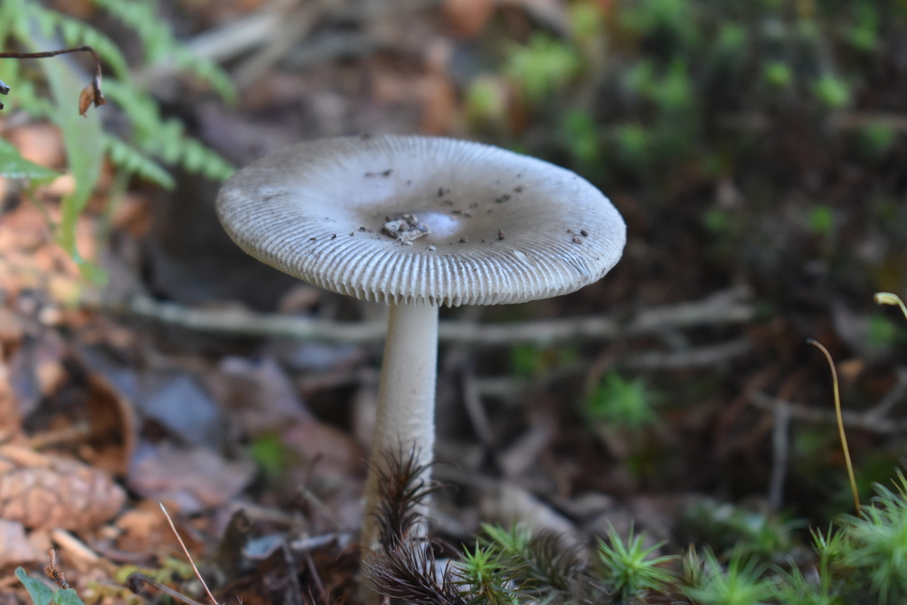 Amanita Sect Vaginatae In July By Cade Inaturalist