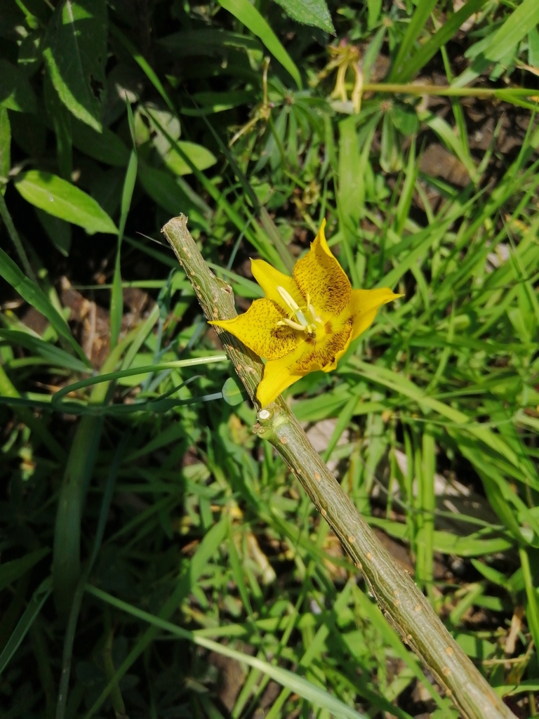 Calochortus Barbatus From Bosque De Chapultepec Iii Secc Ciudad De