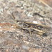 Coral-winged Grasshopper - Photo (c) Eric R. Eaton, all rights reserved, uploaded by Eric R. Eaton