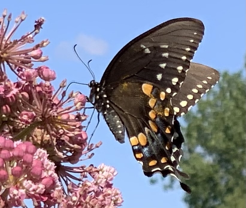 Spicebush Swallowtail From Lake Ontario Toronto ON CA On July 30