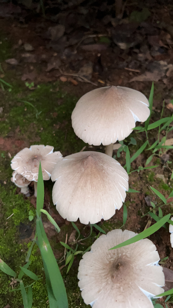 Common Gilled Mushrooms and Allies from 宣城市 on July 29 2023 at 06 56