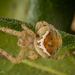 Araneus montereyensis - Photo (c) Alice Abela, kaikki oikeudet pidätetään