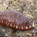 Pacific White-spotted Sea Cucumber - Photo (c) Wendy Feltham, all rights reserved, uploaded by Wendy Feltham