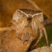 Araneus bispinosus - Photo (c) Alice Abela，保留所有權利