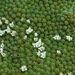 Kelleria croizatii - Photo (c) David Lyttle, todos los derechos reservados, subido por David Lyttle