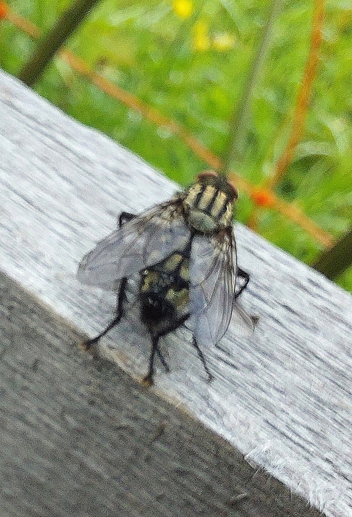 Flies Blow Flies And Allies From L Ngenfeld On August At