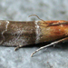 Paler Moodna Moth - Photo (c) Curt Lehman, all rights reserved, uploaded by Curt Lehman