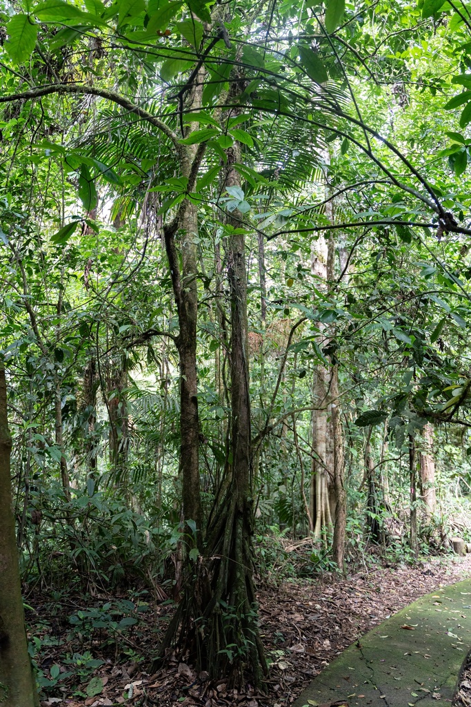 Walking Palm From Sur Sarapiqui Heredia Cr On July At