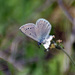 Behr's Silvery Blue - Photo (c) Henry Fabian, all rights reserved, uploaded by Henry Fabian