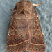 Rustic Quaker - Photo (c) Curt Lehman, all rights reserved, uploaded by Curt Lehman