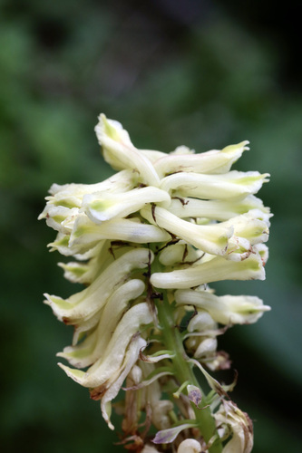 Corydalis Semenowii NaturaLista Colombia