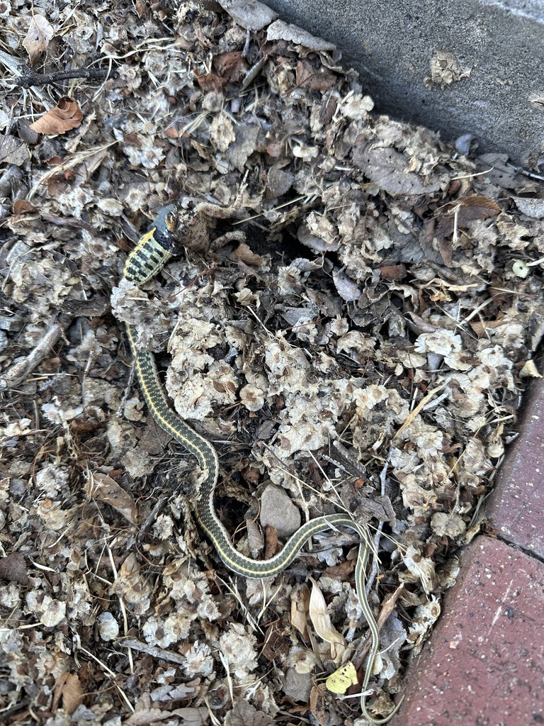 Black Necked Garter Snake From Cr B Santa Fe Nm Us On August