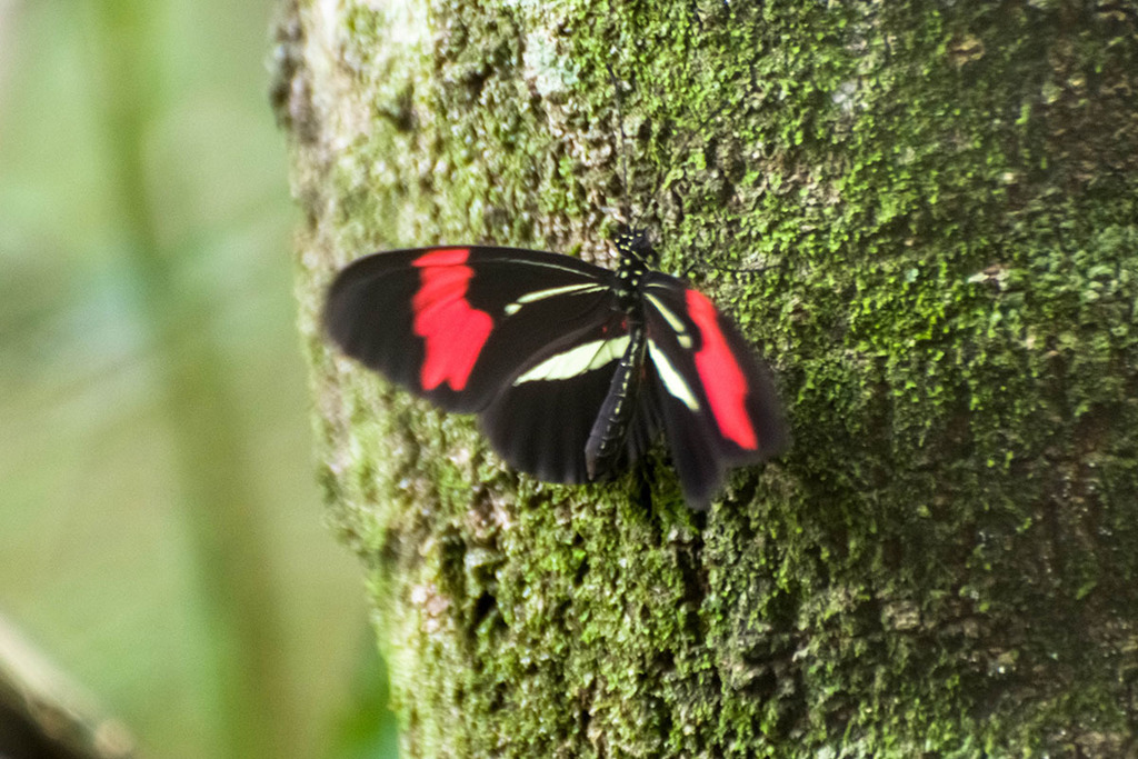 Heliconius erato phyllis from Olímpia SP 15400 000 Brasil on January