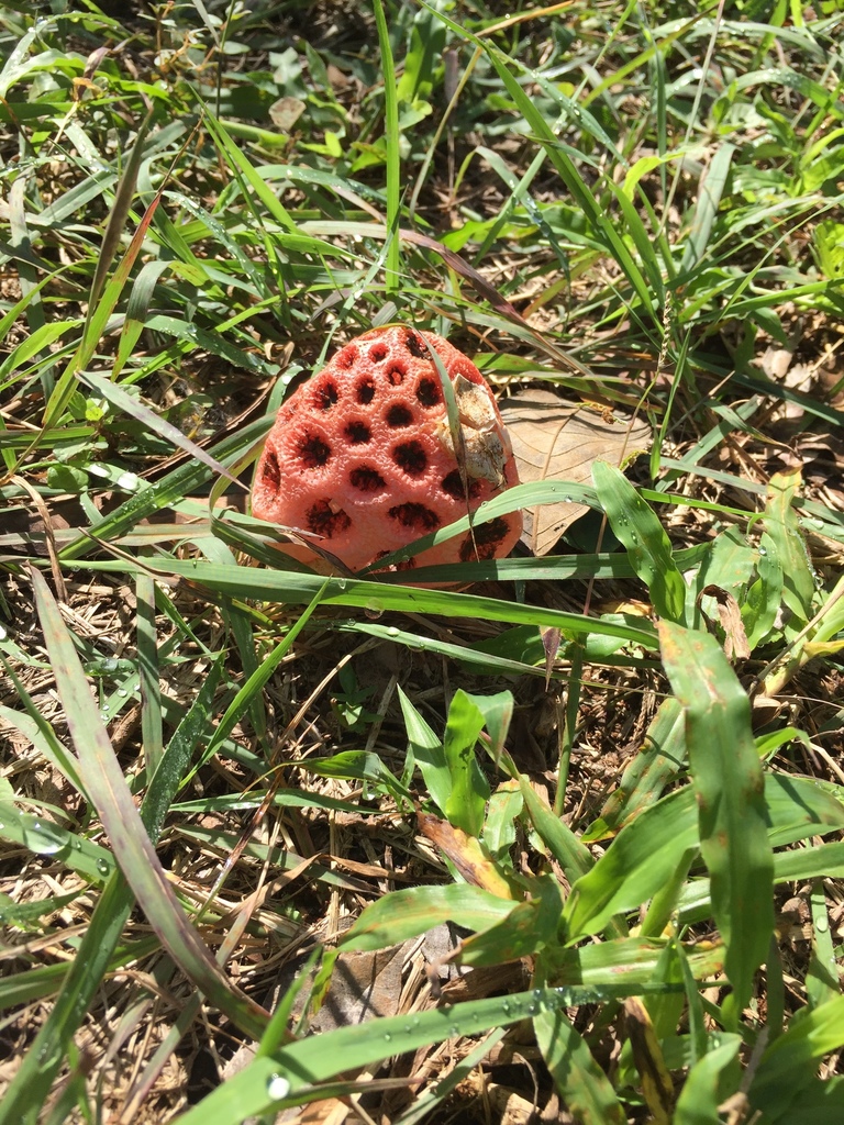 Clathrus Crispus From Benito Ju Rez Benito Ju Rez Qroo Mx On January