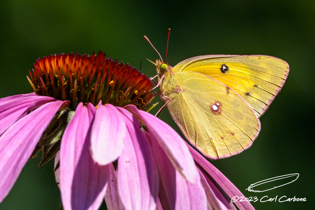 Orange Sulphur In August 2023 By Carl Carbone INaturalist