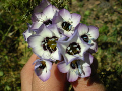 Small