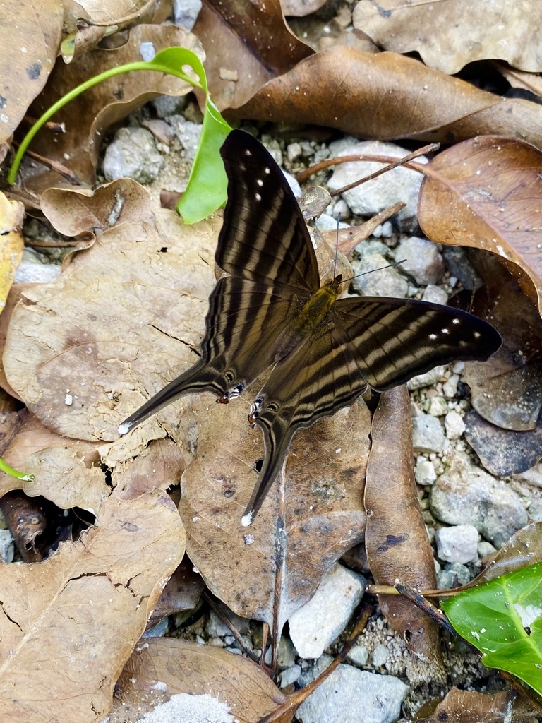 Many Banded Daggerwing From Puerto Morelos Q Roo MX On June 27