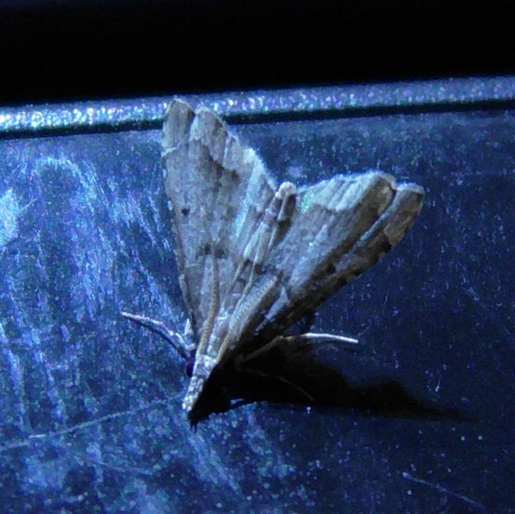 Spotted Costa Crambid Snout Moths From Watsonville QLD 4887 Australia