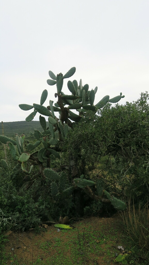 Indian Fig Opuntia From Sarah Baartman District Municipality South