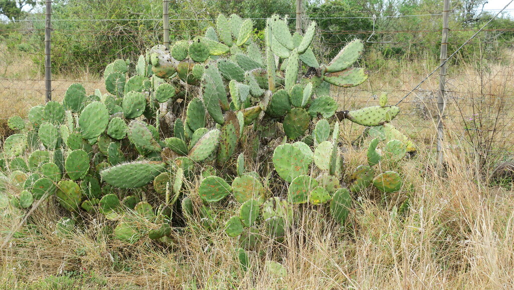 Opuntia Megapotamica From Sarah Baartman District Municipality South