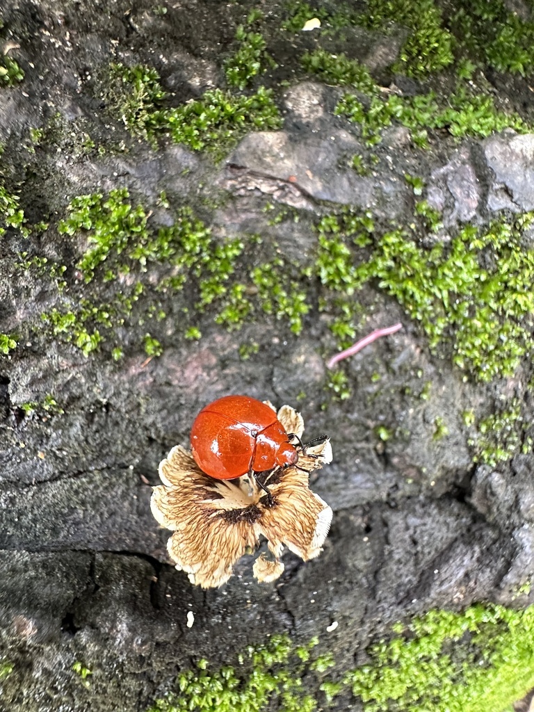 Erotylini From Refugio Nacional De Vida Silvestre Barra Del Colorado