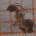 Invasive Garden Ant - Photo (c) enricoschifani, all rights reserved, uploaded by Enrico Schifani