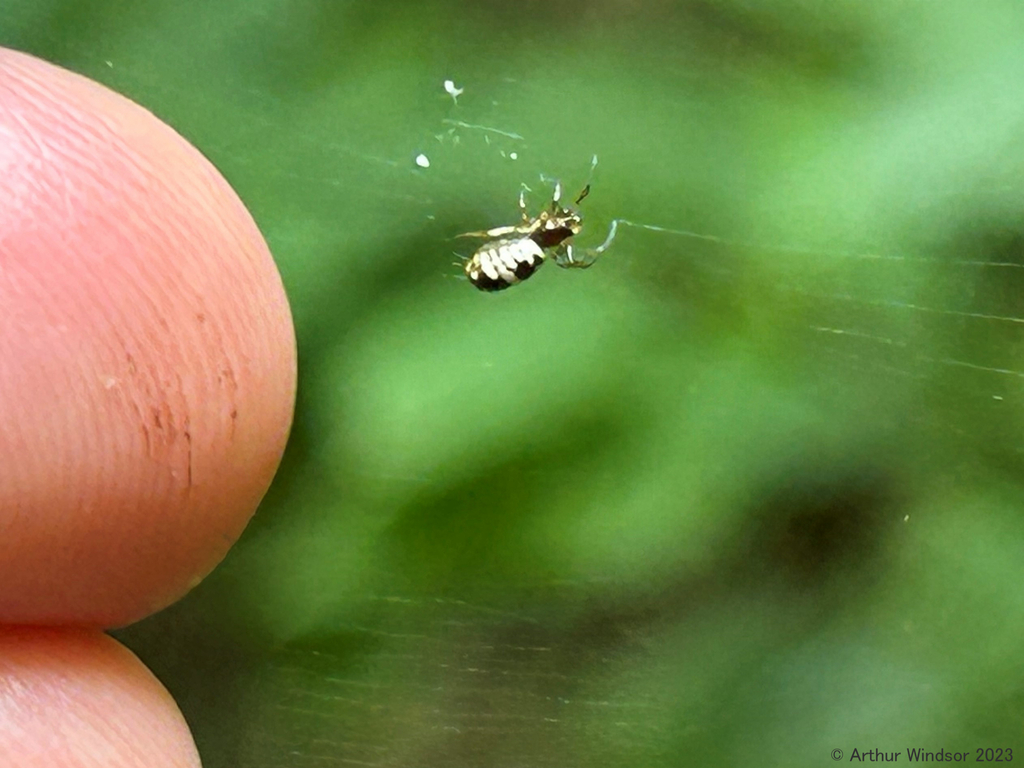 Spiders From House Mountain State Natural Area Tn Usa On July