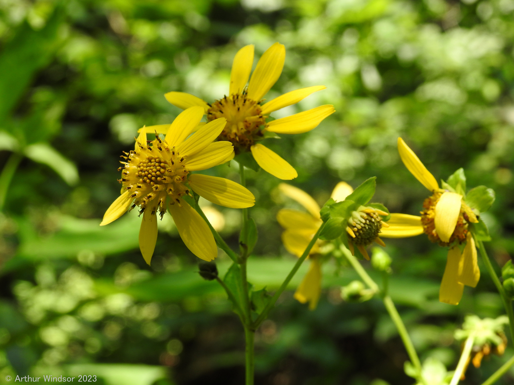 Sunflowers Daisies Asters And Allies From House Mountain State